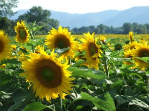 sunflowers-114350_640