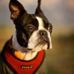Miss Maggie