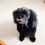 Licorice